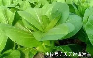 教你种植上海青,1月就爆盆,天天吃不完