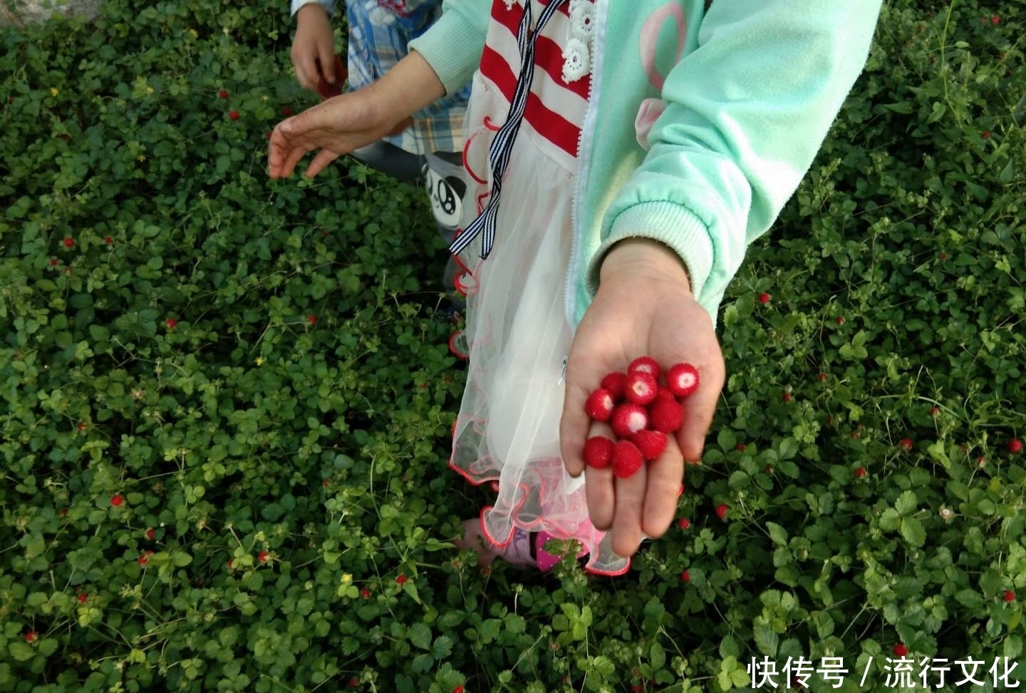 秘宝|都说这种野果沾有蛇毒，其实是中医的解毒秘宝，一斤50元很难买