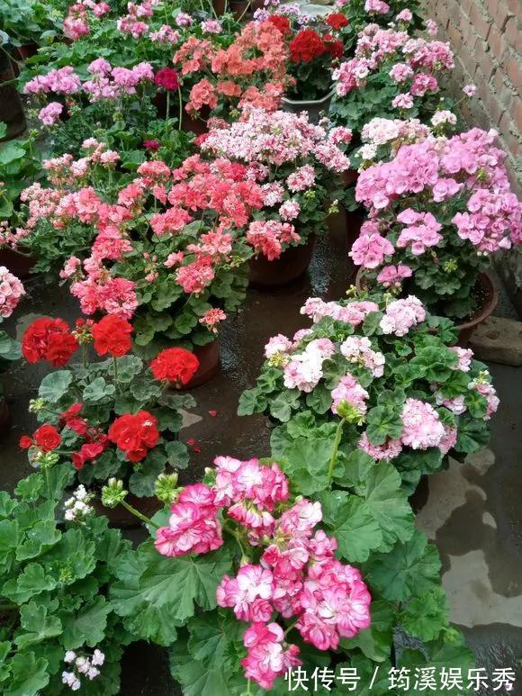 花球|5种花不用管,盆栽地栽都好养,自己就能长成大花球,花开还惊艳