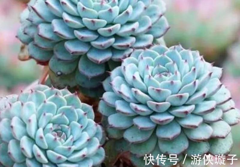 3种多肉让人爱不释手,秋冬晒一晒太阳,出状态美丽动人