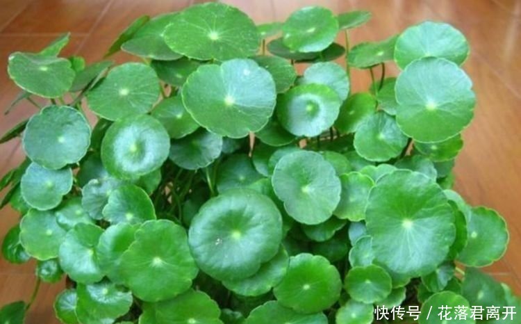 养花就养4种花，好养易爆盆，关键净化空气最厉害！