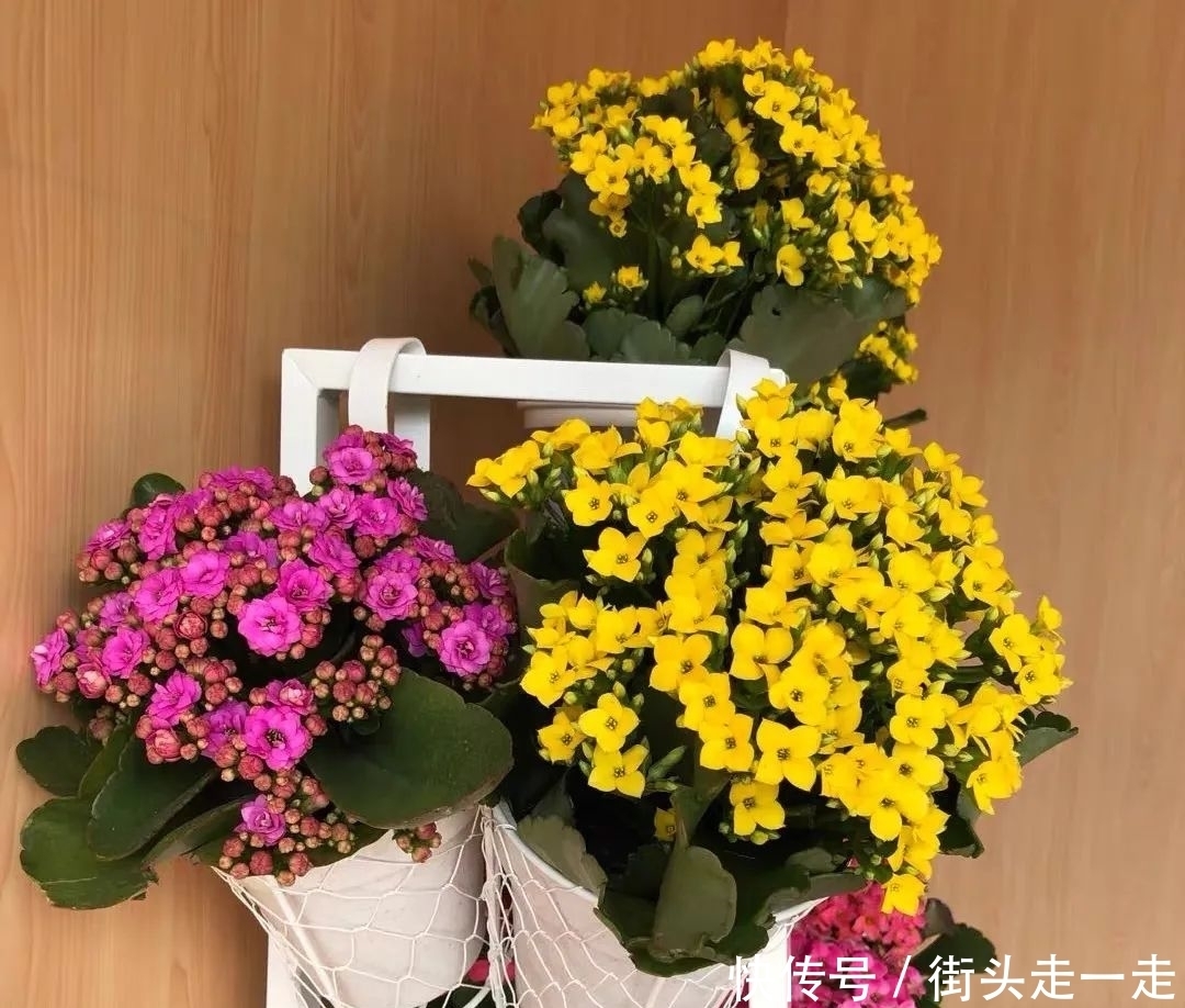 45种长寿花,个个都美爆了,你家养了多少种?