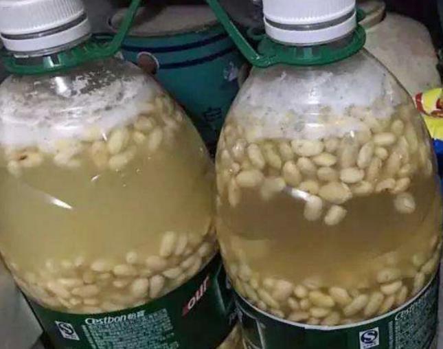 黄豆肥|淘米水和黄豆肥别用了,此肥料人称“花卉肥王”,啥花都通用