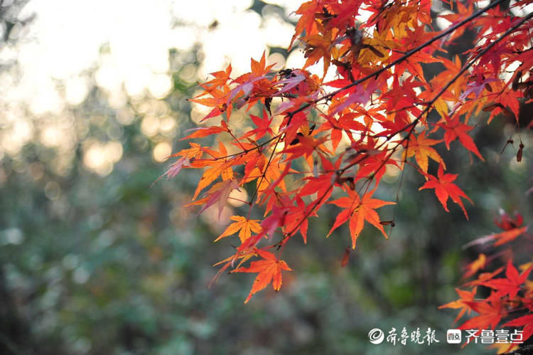 齐鲁晚报|12月1日最佳情报｜济南黄河北迎来银鸥，日照初冬枫景美如画