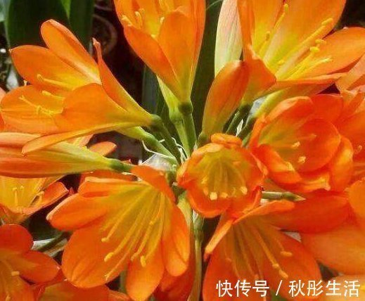 君子兰烂心要死了别扔,教你一招,分分钟满血复活