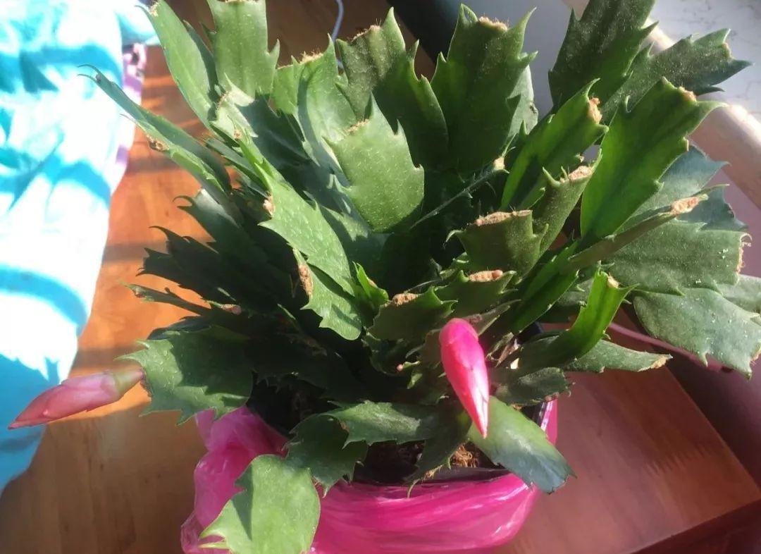 入冬后,这些花别折腾,越折腾越死