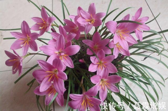 4种花很“好养”,阳台种1盆,一年开花200天,真正的开花机器