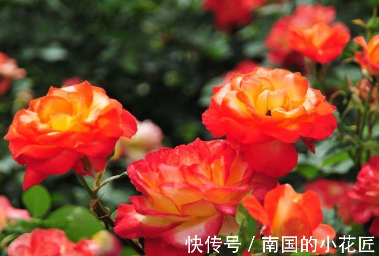 藤萝花|春节过后选这几款花,高颜值易成活,沾土就活,花型奇特美丽