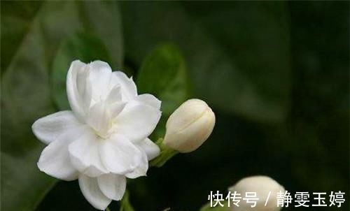 家养|你家养的有茉莉花吗关于茉莉花度夏的3个错误，别说没提醒