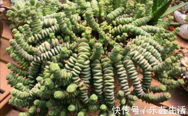 多肉植物|多肉界的招财树,还寓意着财源滚滚,好运连连,看它怎么养护