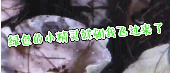 小精灵|美丽，诱人，危险！为了这一口，多人已中毒！