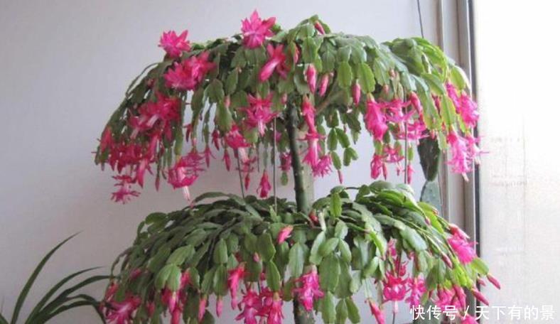 12月底买这5种花最合适,不仅能省钱,而且春节刚好开爆盆!