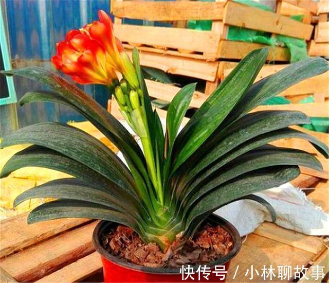 大叶君子兰,养护简单,开花能力强,做好这4点,叶子肥厚花朵大