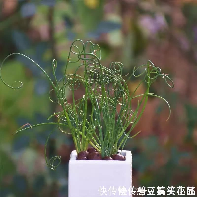 此5种植物，叶子“奇特”又漂亮，养在家里大气、又好看