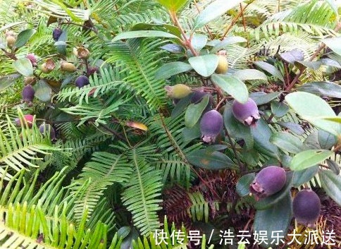 慢性痢疾|农村小小的桃金娘,浑身是宝,能养血养颜,抗衰,早知早好