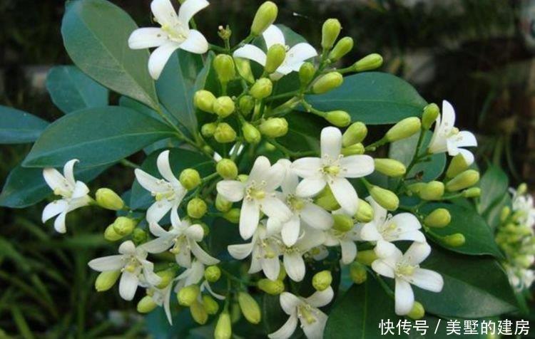 谁见了都喜欢的3种花,好养又漂亮,美不胜收,你养了吗