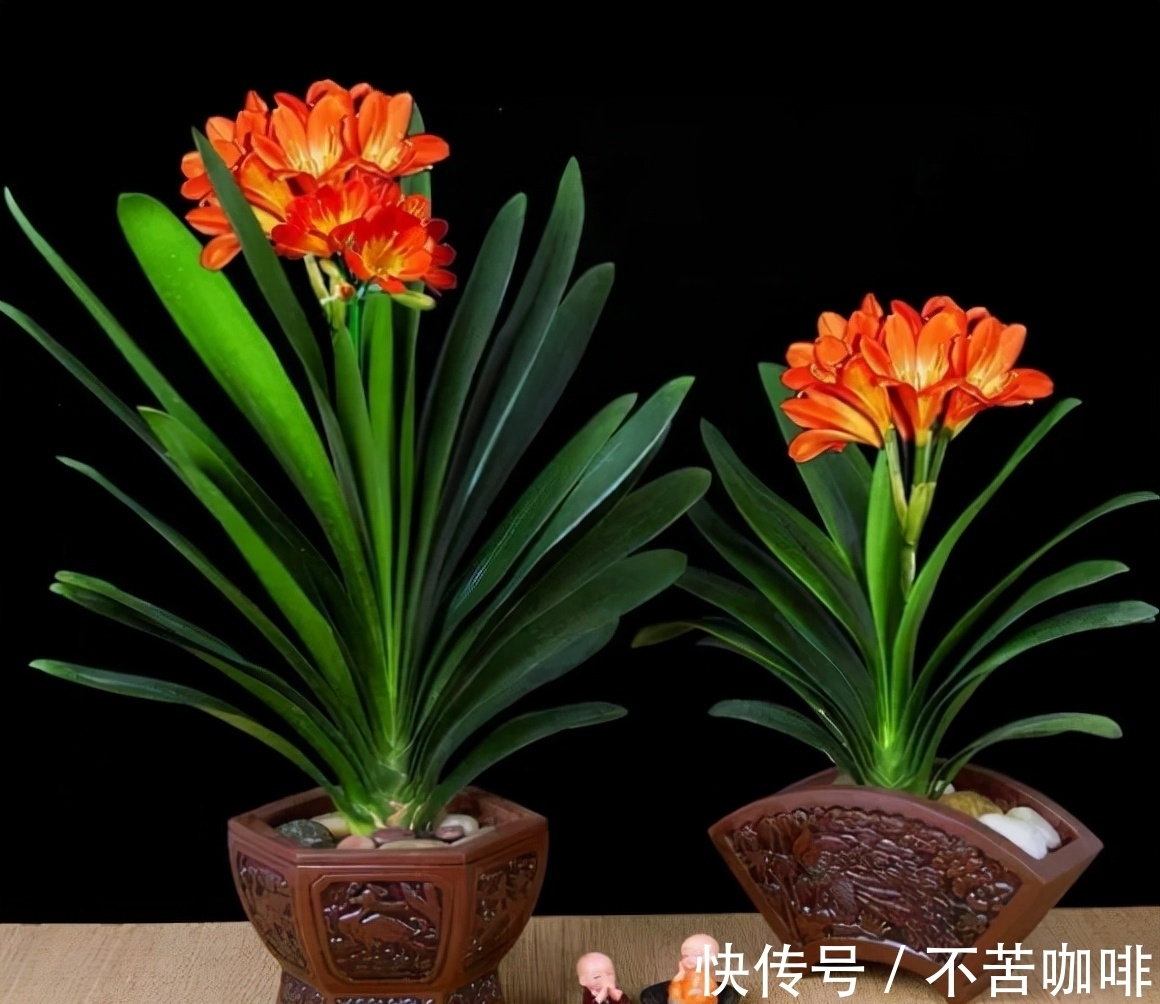 7种花特怕冷,一降温就容易死,再不管只剩盆