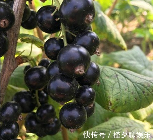 手脚冰凉|女性晚上当零食吃，坚持半月，色斑淡了，皱纹没了，远离手脚冰凉