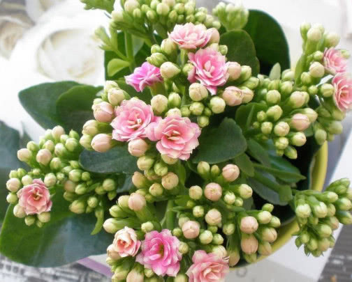 长寿花漂亮又艳丽,教你3个盆栽长寿花的小妙招,长的越来越旺盛