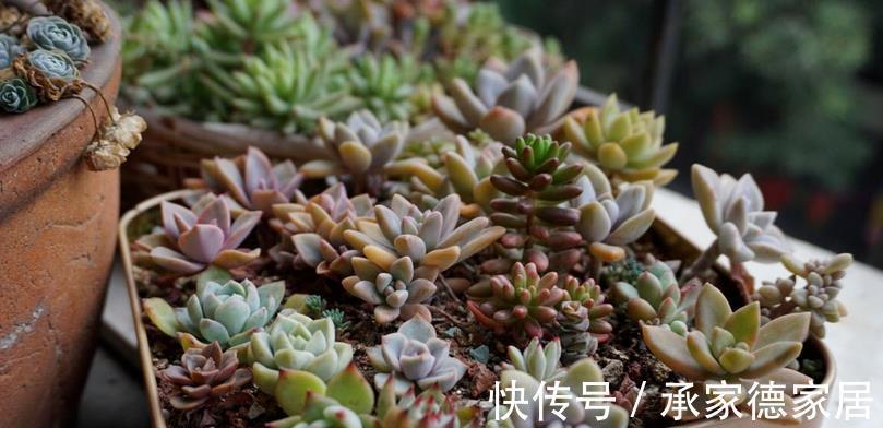 多肉|以这4款植物为例,教你该怎么养根壮根
