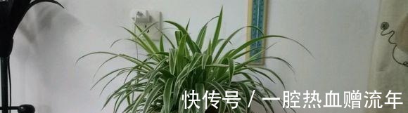 养分|用“药片”兑水浇花，比淘米水都有营养，7天浇1次，入冬就开花！