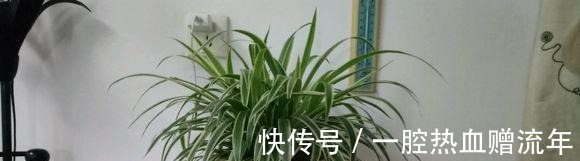 养分|用“药片”兑水浇花,比淘米水都有营养,7天浇1次,入冬就开花!