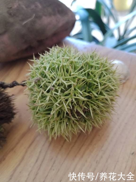  绒毛|挑选板栗要记住4要点，才能选到香甜好栗子，有虫眼的不能要