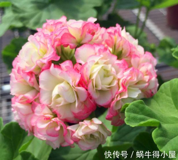 开花|天竺葵冬季想要开花,现在给它做“4步”,花苞蹭蹭冒出来