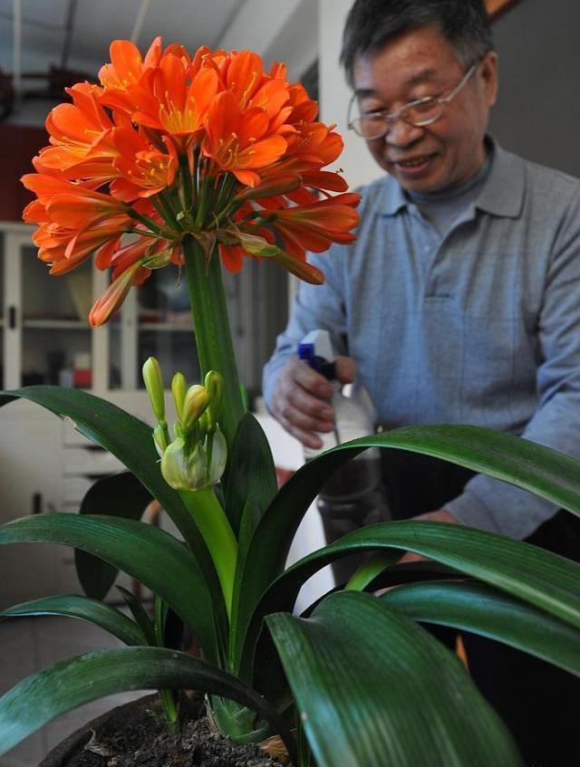 夏季养君子兰，这3个“禁区”别触碰，保证度夏无忧，轻松爆盆