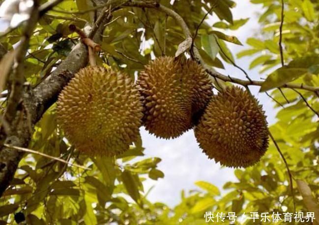 泰国榴莲遇到对手,价格不贵味道好,综合评价很高