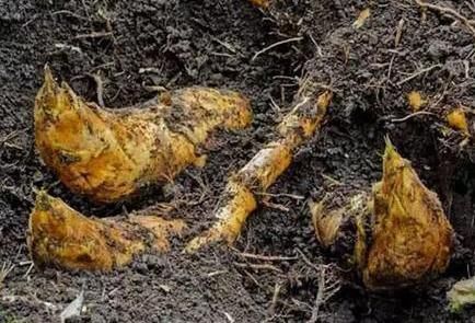 冬笋|这种野生物,不知你是否吃过,它口感脆嫩,营养丰富,好受青睐