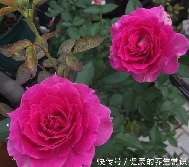 貌可比牡丹，香气胜兰花，四季有花开，这种盆栽花卉，很值得拥有！