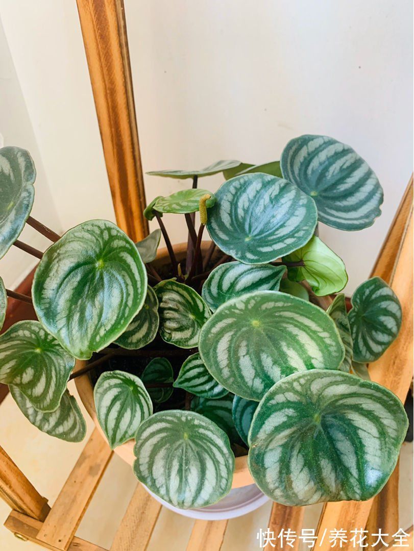 30种观叶植物,能观赏也净化空气,总有一种你养过