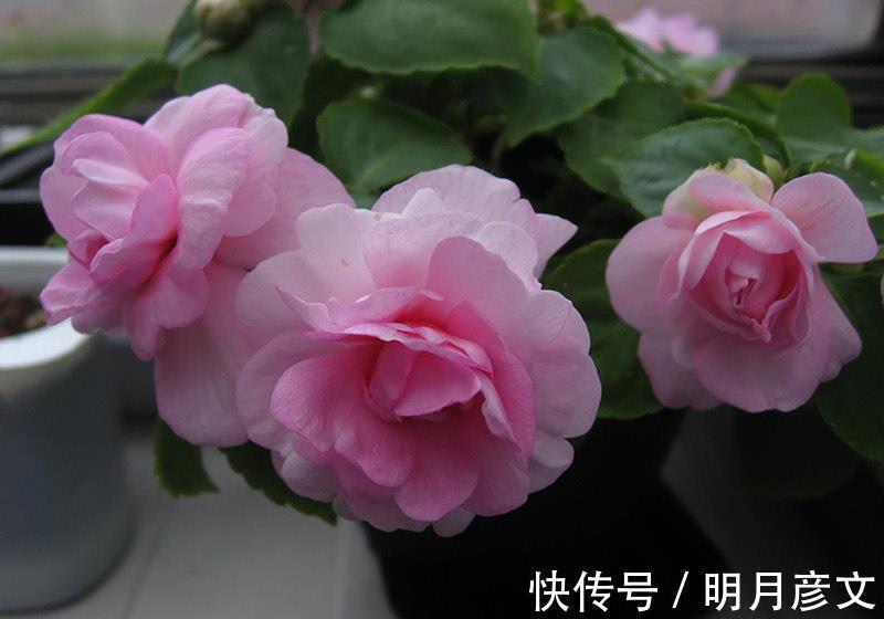 技巧|一种自带仙气的花,能扦插很好养,几点技巧让它长势好更多花