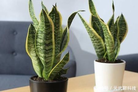 花生仁|养虎皮兰,时常忧虑黄叶、生长迟缓问题,就经常喂点它们吧