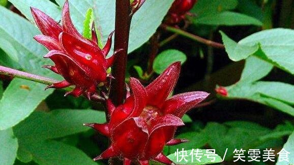 喜欢养花,不如养盆木棉花,火热青春,花美颜色艳,开花90天