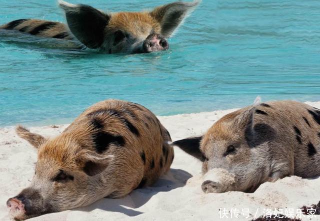 全球|全球唯一的猪岛，享受大海沙滩喝着天然泉水，真正的“人不如猪”