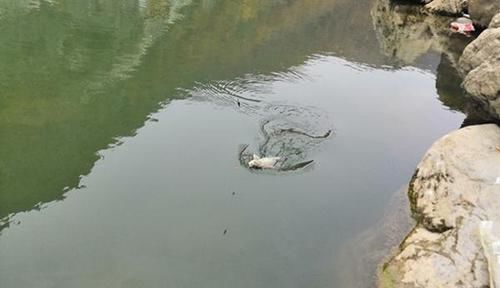 冬季钓大鲫鱼，这五种钓位藏鱼多，遇上了别错过，连竿上鱼很轻松