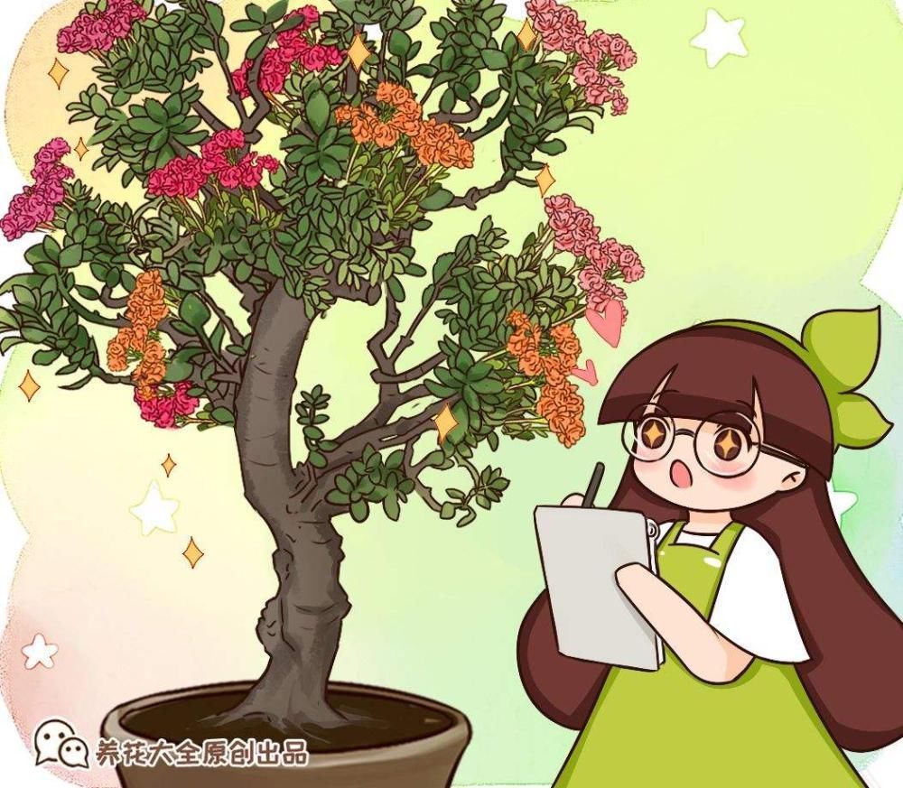 4种“超长寿”的植物,家里有老人,一定要养!
