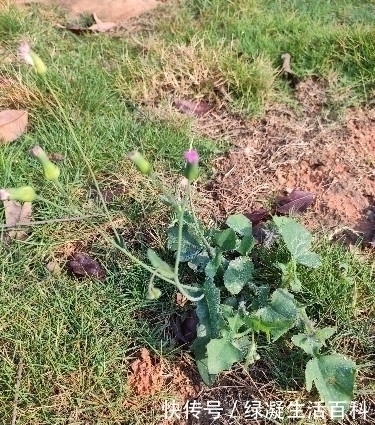 野菜|每日识百草这种野草，一种全年可采食的野菜，赶快来认识一下