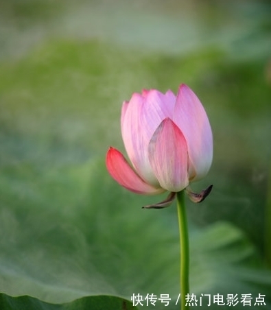 桃花朵朵|7月下旬，霉运散喜事来，4属相桃花朵朵，招财添贵，迎接好日子