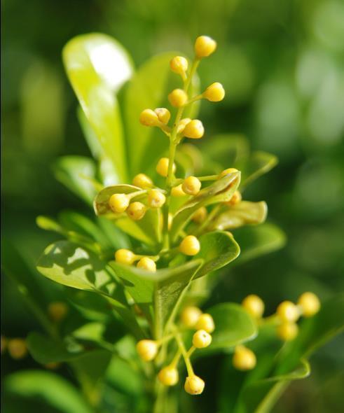 这些植物养在家里,吸收烟味,空气清新!比空气净化器还好!