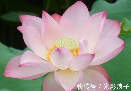 福星高照|进入7月上旬，福星高照，4属相桃花开，喜事来，生活蒸蒸日上