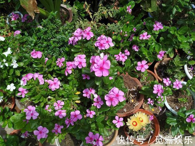 家有小院,养几种“不死花”,年年不用管,花开绚烂,延绵不断
