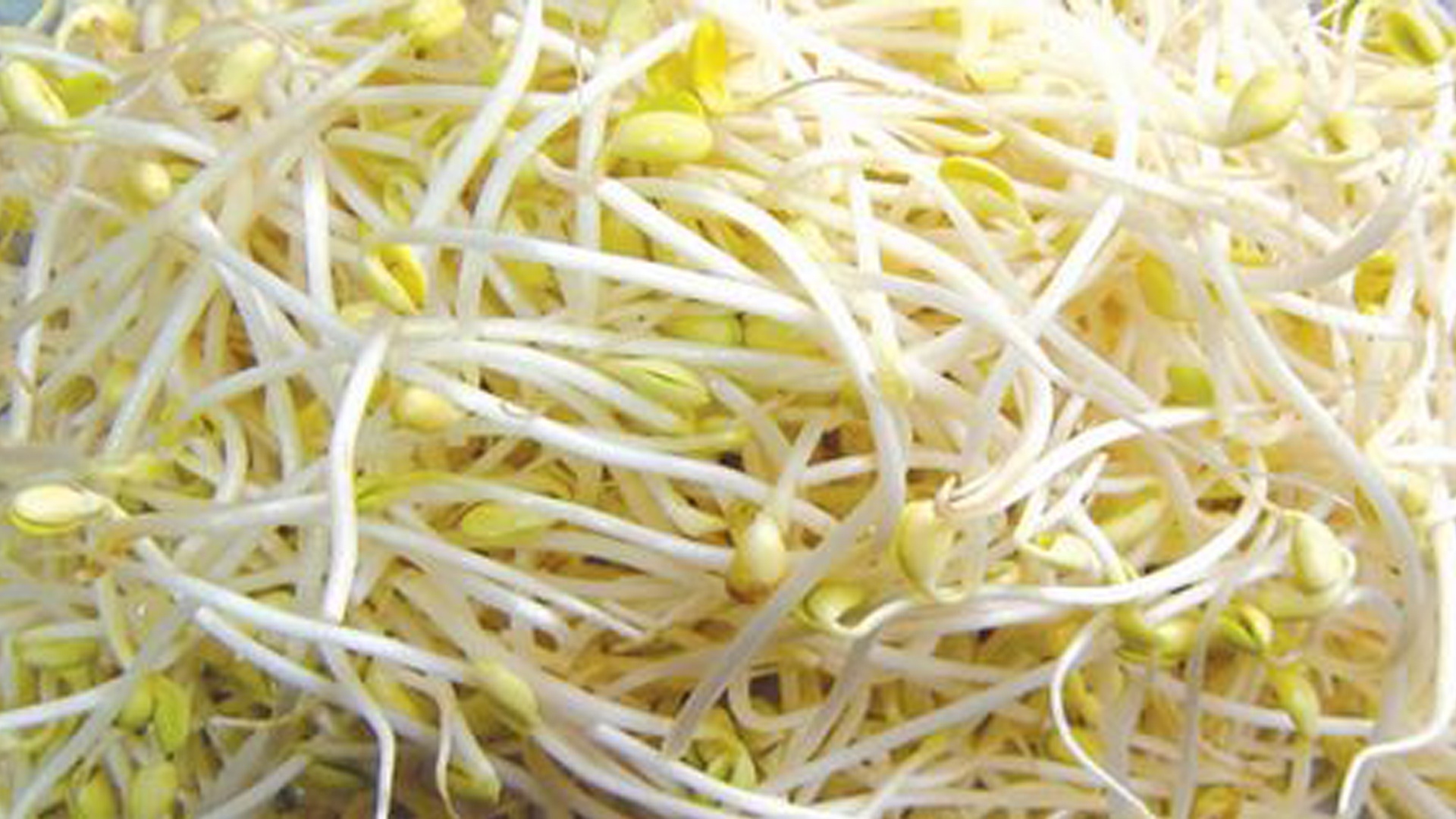 想吃豆芽不用买,教你自己发豆芽,特别简单