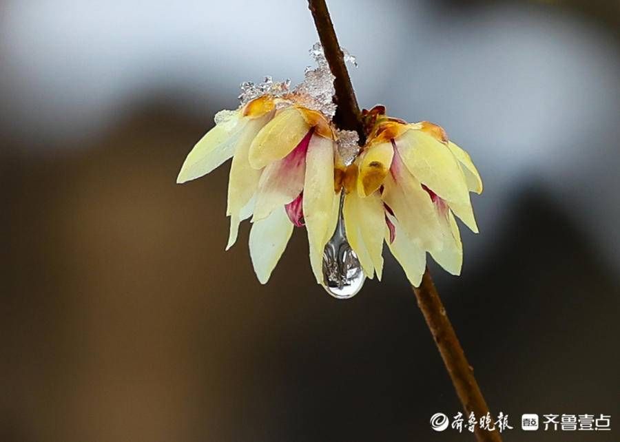 stmuthpc1800|飞雪迎春来，腊梅凌寒开