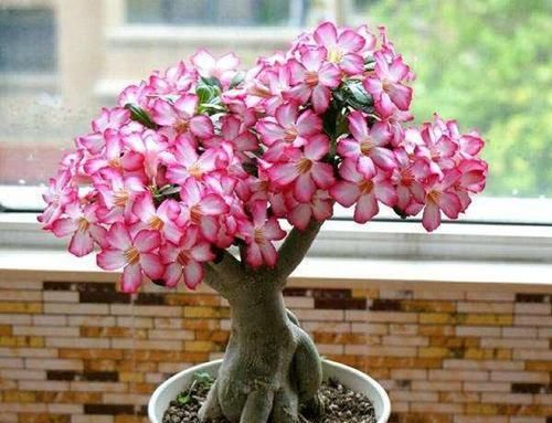  静养|沙漠玫瑰，冬季要静养，1多、2不要，不然开春只剩盆