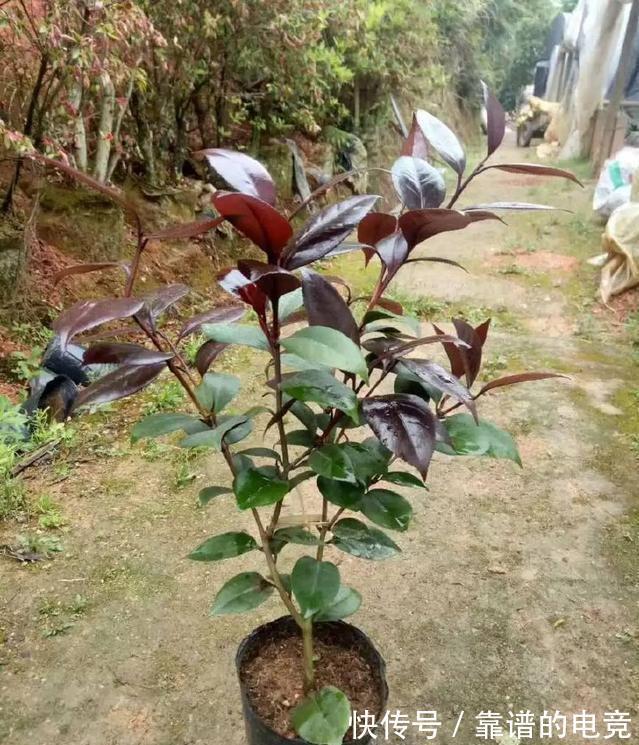 这“三茶花”不怕冷，零下30℃也能开花，单朵可持续绽放一整季