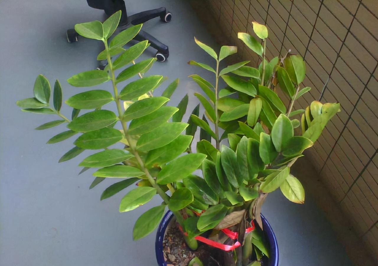 5种必养之花,远离甲醛保持健康,养100盆都不嫌多