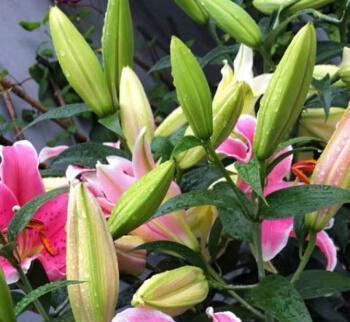 休眠|6种漂亮花,就怕下雨天,淋雨就发黄,雨天快搬屋里去